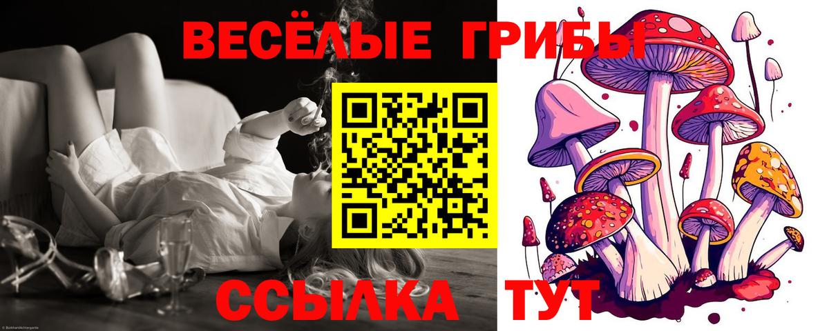 Псилоцибиновые грибы Psilocybe Ачинск